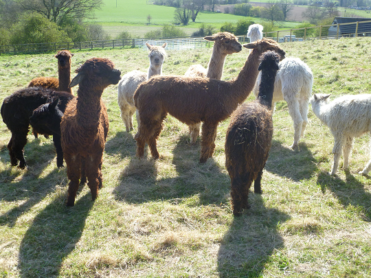 A Group of Alpacas